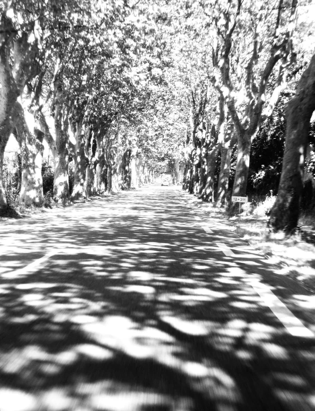 An impressionistic black and white photograph captures a tree-lined road with dappled sunlight and shadows.