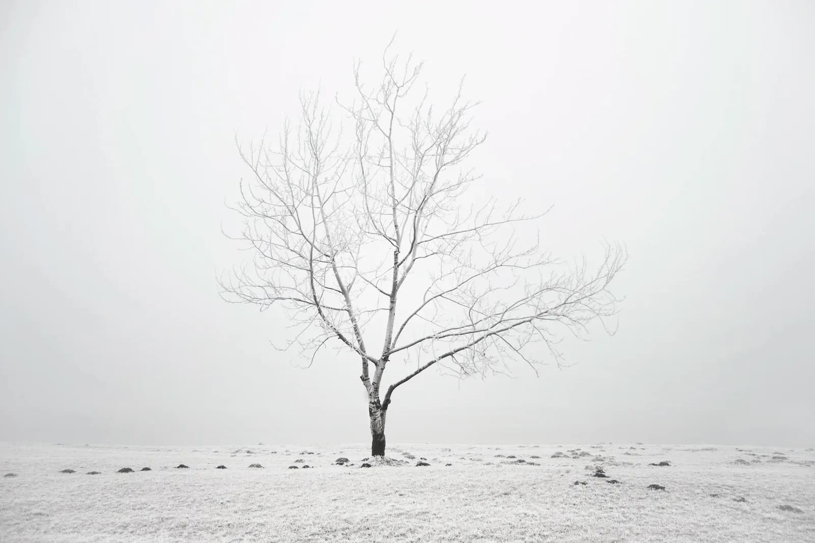 A minimalist photograph captures a solitary, bare tree in a frosted landscape under a hazy sky.