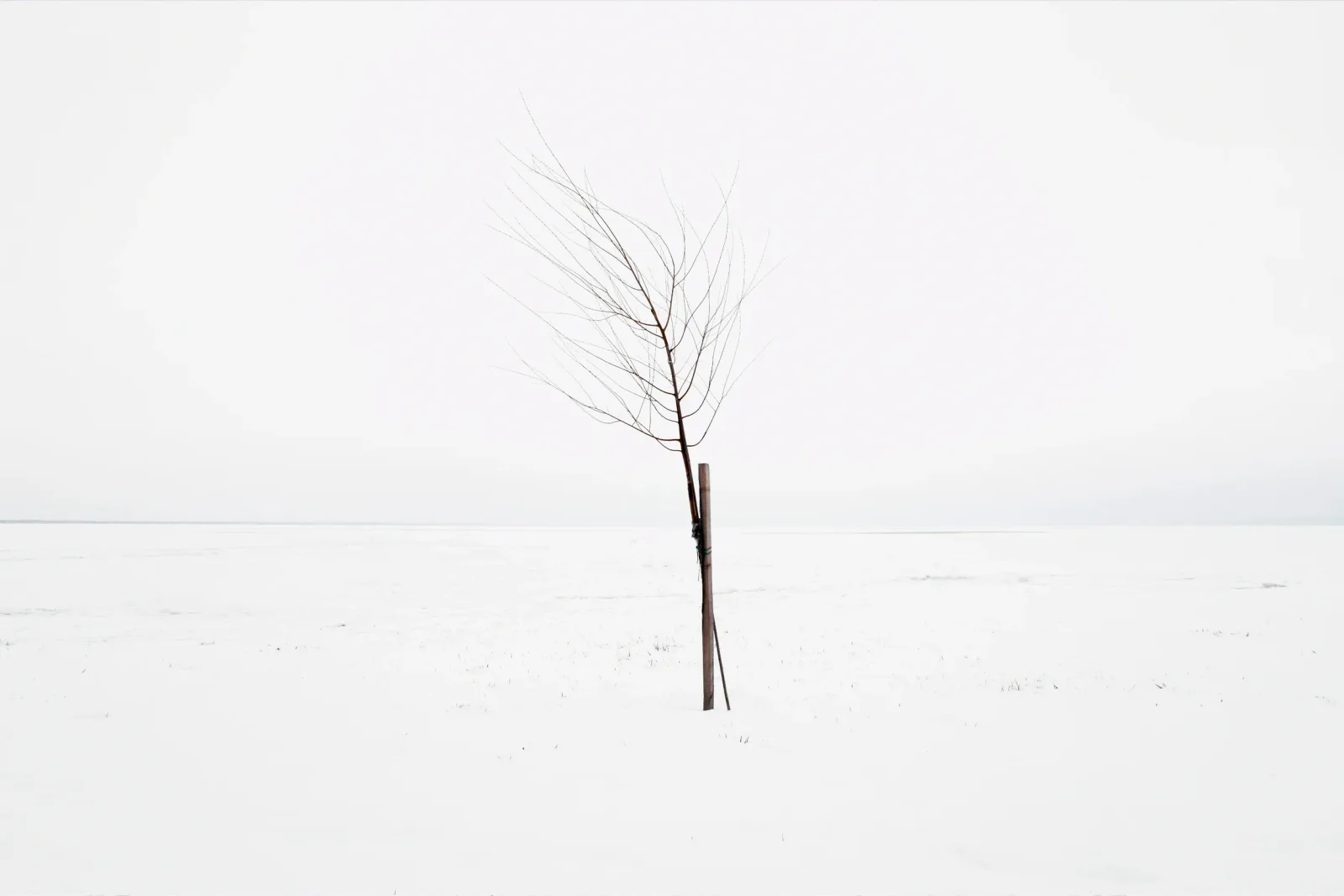 A lone, bare tree stands in a vast, snow-covered landscape under a pale sky.