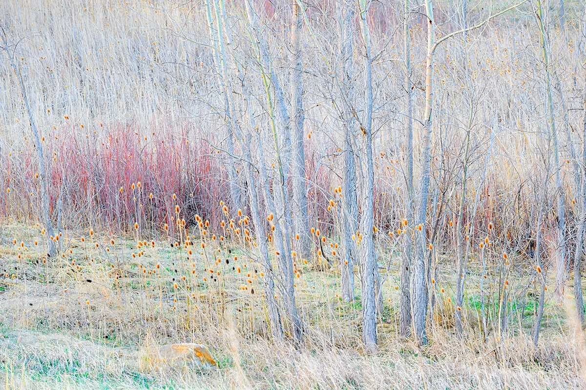 An impressionistic photograph captures a winter landscape with bare trees, dry grasses, and thistle seed heads in muted tones of Silver Sand and Tide.