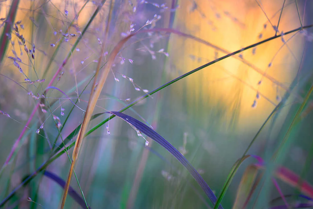 Impressionistic photograph of tall grass in soft focus with a warm yellow and purple bokeh background.