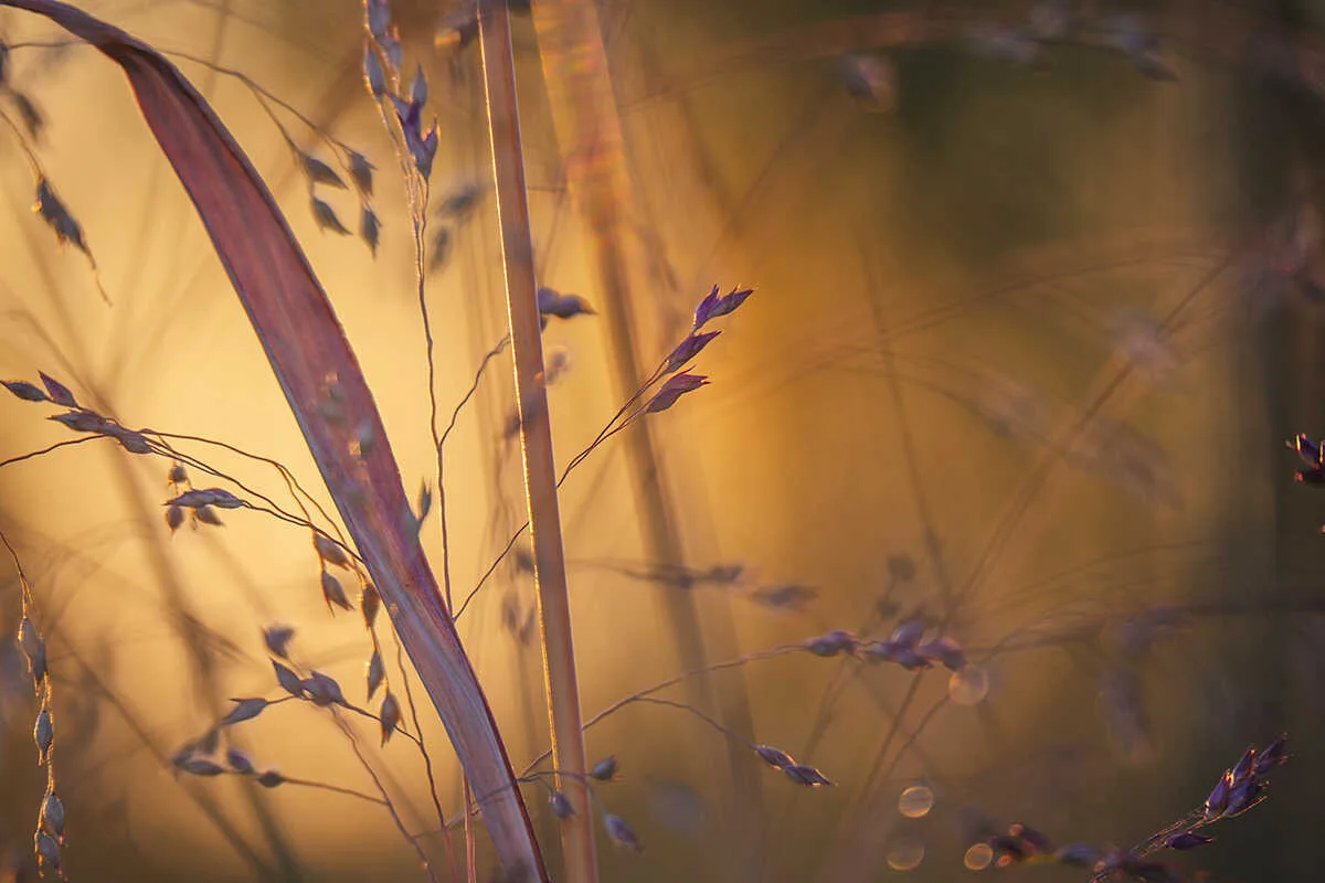An impressionistic photograph captures delicate grass seed heads in the warm glow of golden hour light.