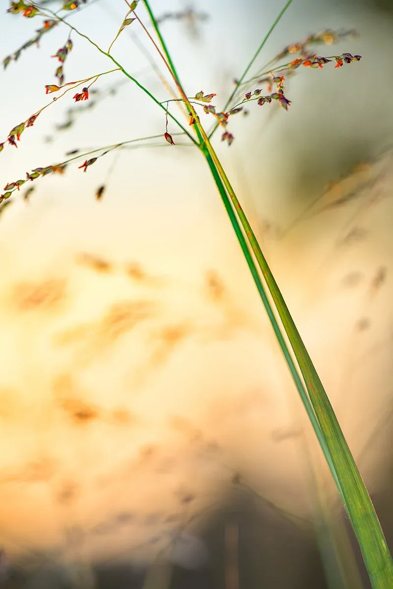 Featured artwork by Dan Baumbach