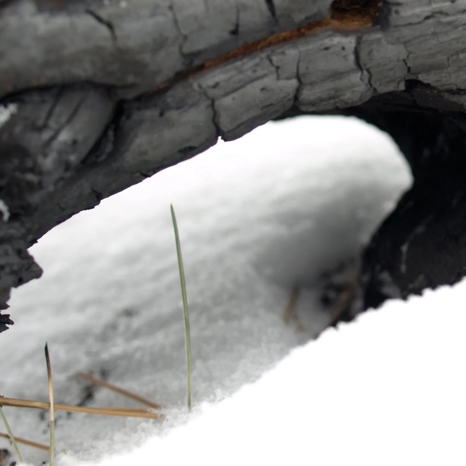 An abstract photograph captures the texture of charred wood against a snowy backdrop, highlighting natural forms.