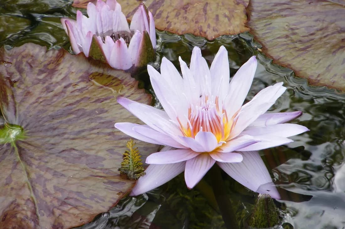 A close-up photograph captures two delicate lavender water lilies floating on a pond with large, textured lily pads.