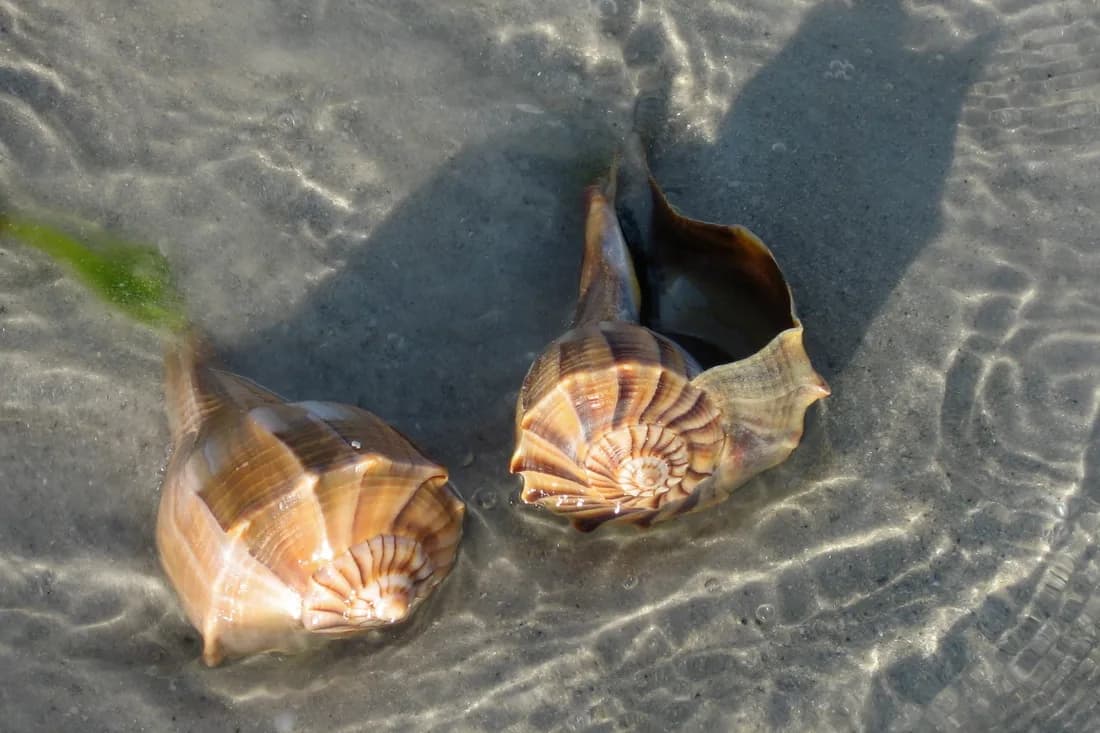 Picture by Donna Clement