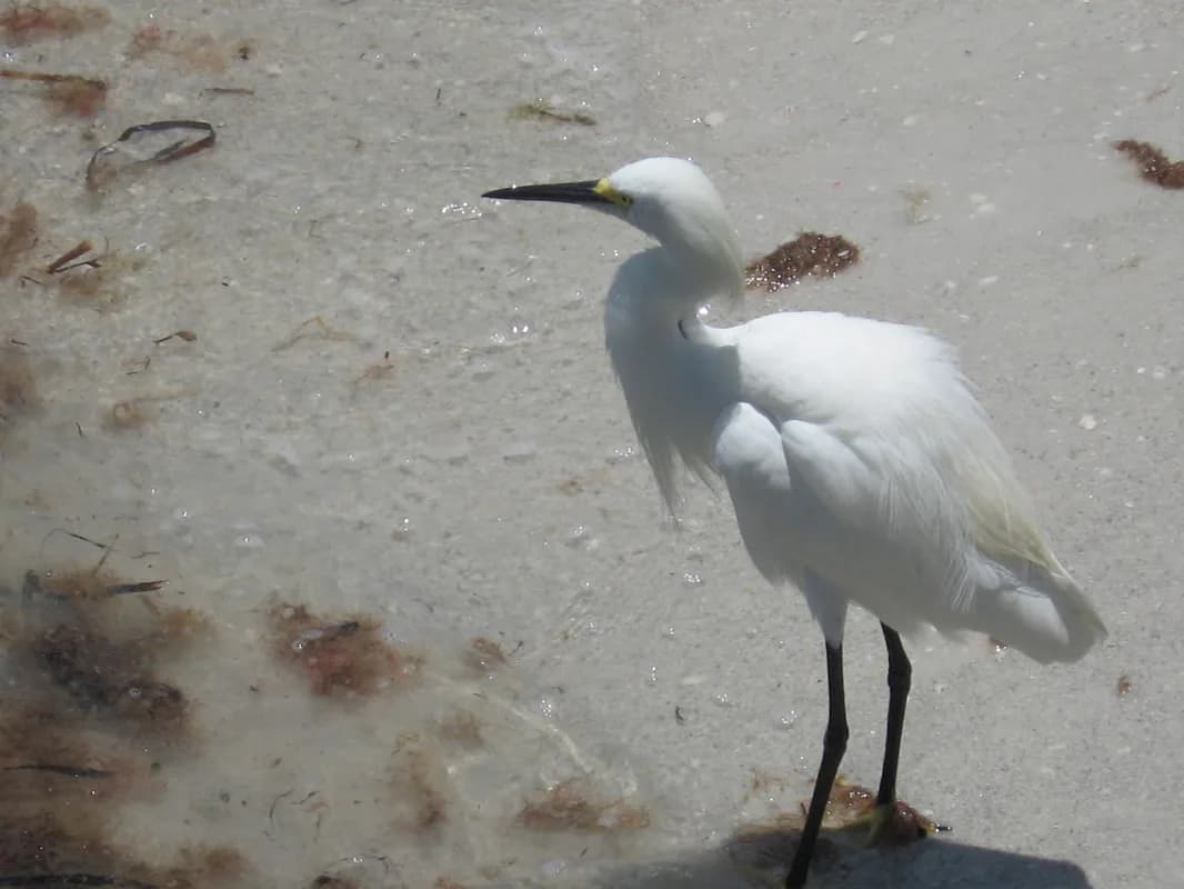 A white egret stands on a sandy shore with scattered seaweed, captured in a photograph.