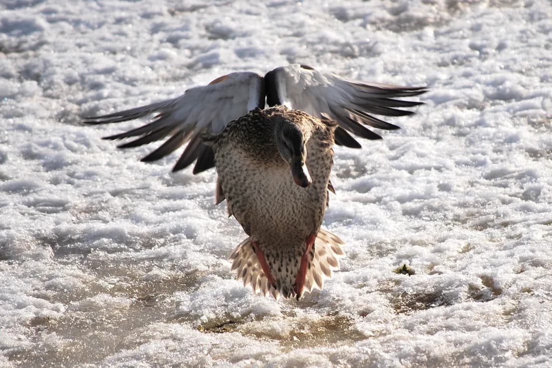 A duck with its wings spread wide stands on a snowy surface in this photograph.