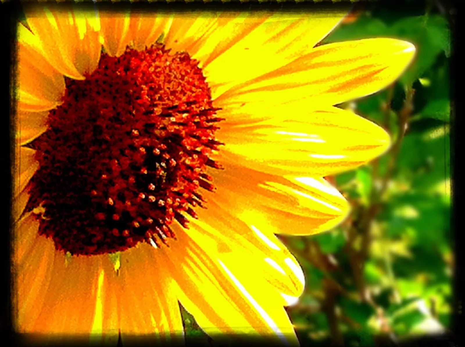 A close-up photograph of a vibrant sunflower, showcasing its yellow petals and dark center against a blurred green background.