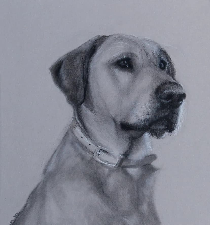A charcoal portrait of a Labrador dog wearing a collar against a Santas Gray background.