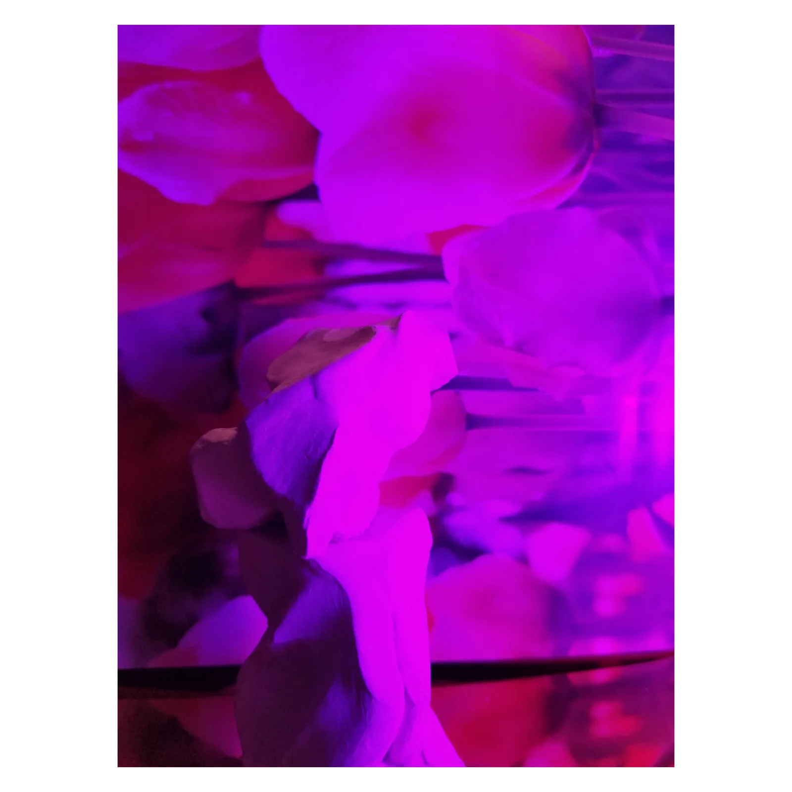 Abstract floral photograph featuring tulips in shades of Electric Violet and Cardinal Pink.