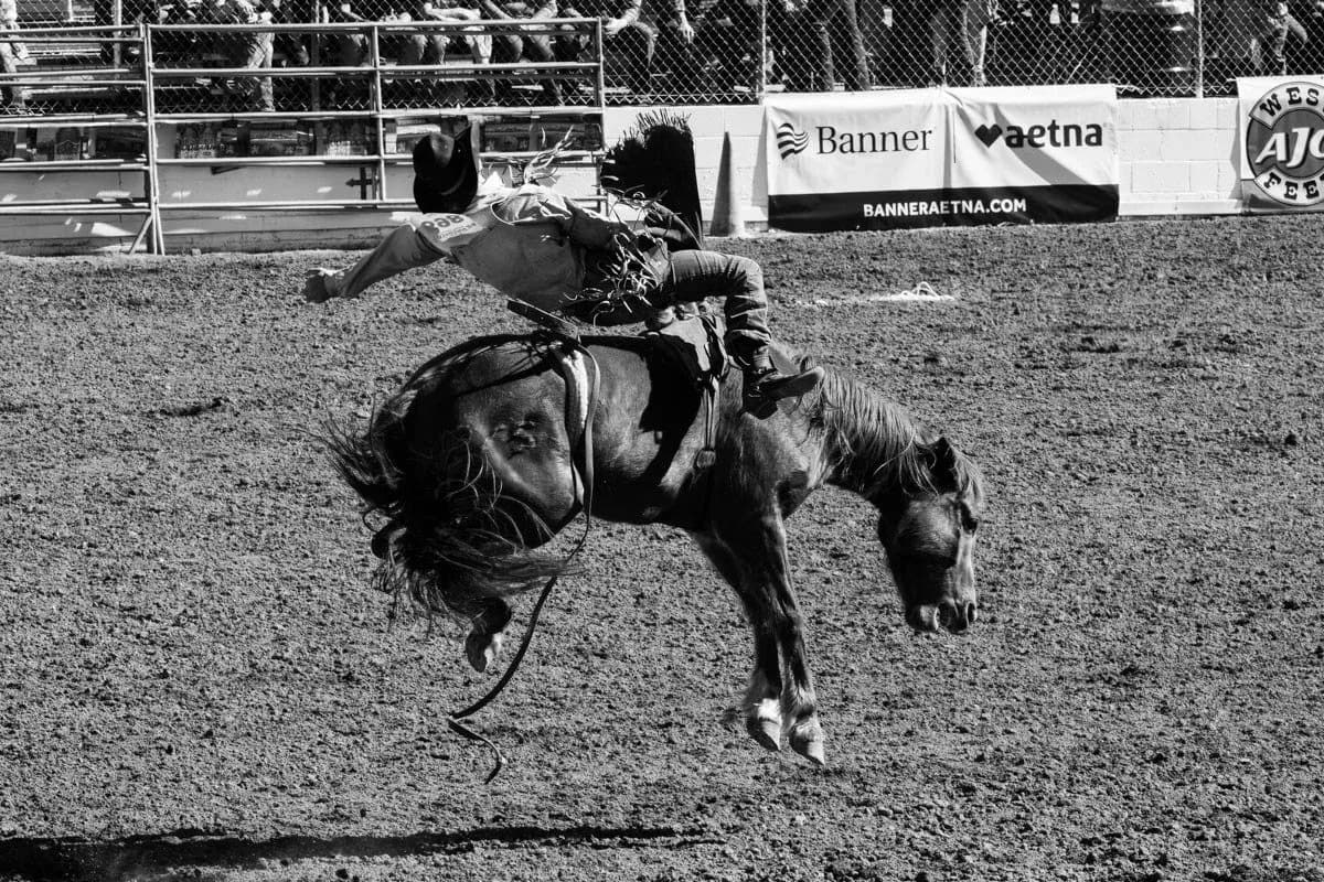 A black and white photograph captures a cowboy in mid-air during a rodeo bronco busting event.