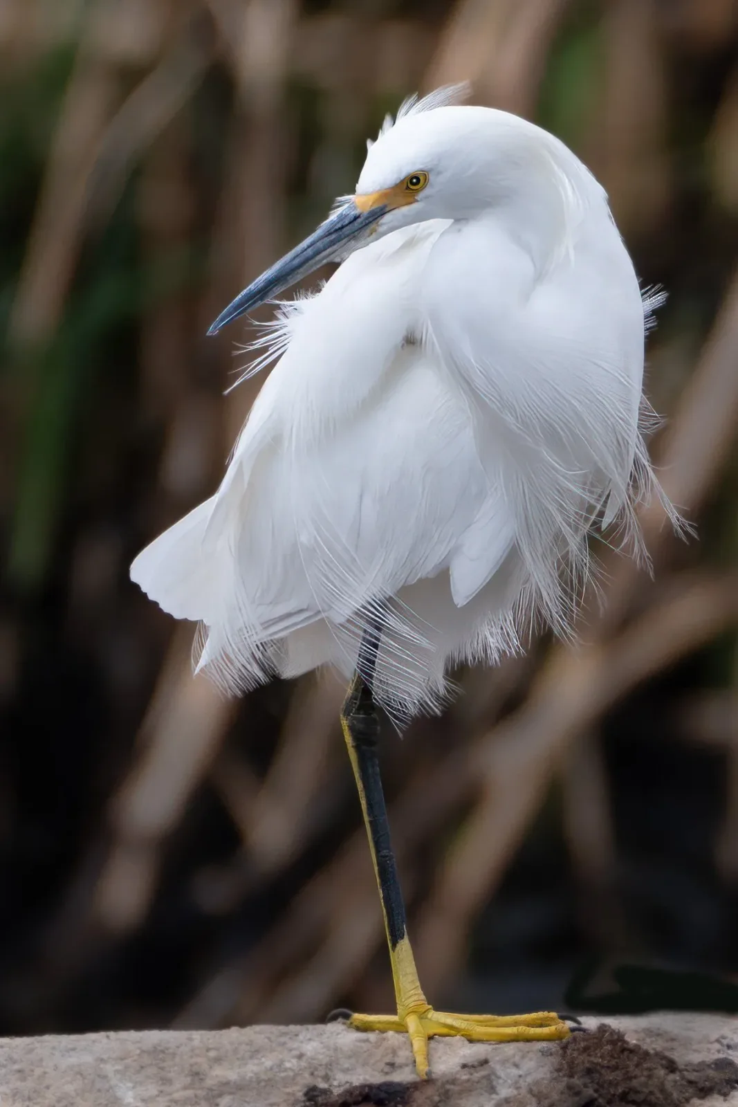 A white egret stands on one leg, its fluffy feathers ruffled, captured in a detailed photograph.