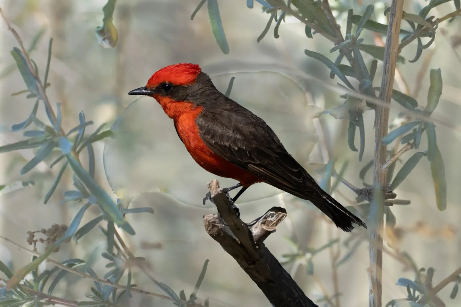 A red and black bird perched on a branch, captured in a photograph with a soft, blurred background.