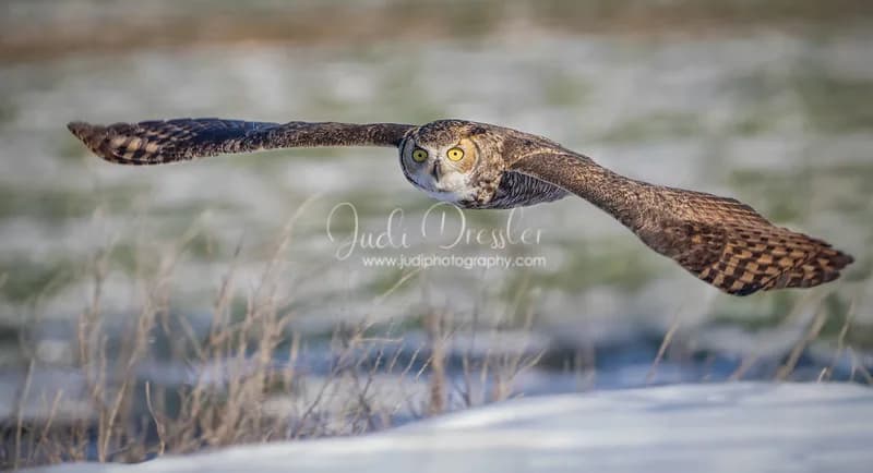 A great horned owl in flight against a snowy landscape, captured in a photograph.