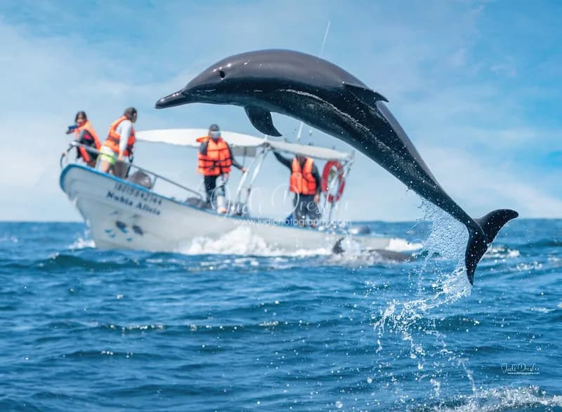 Jumping Dolphin by Judi Dressler