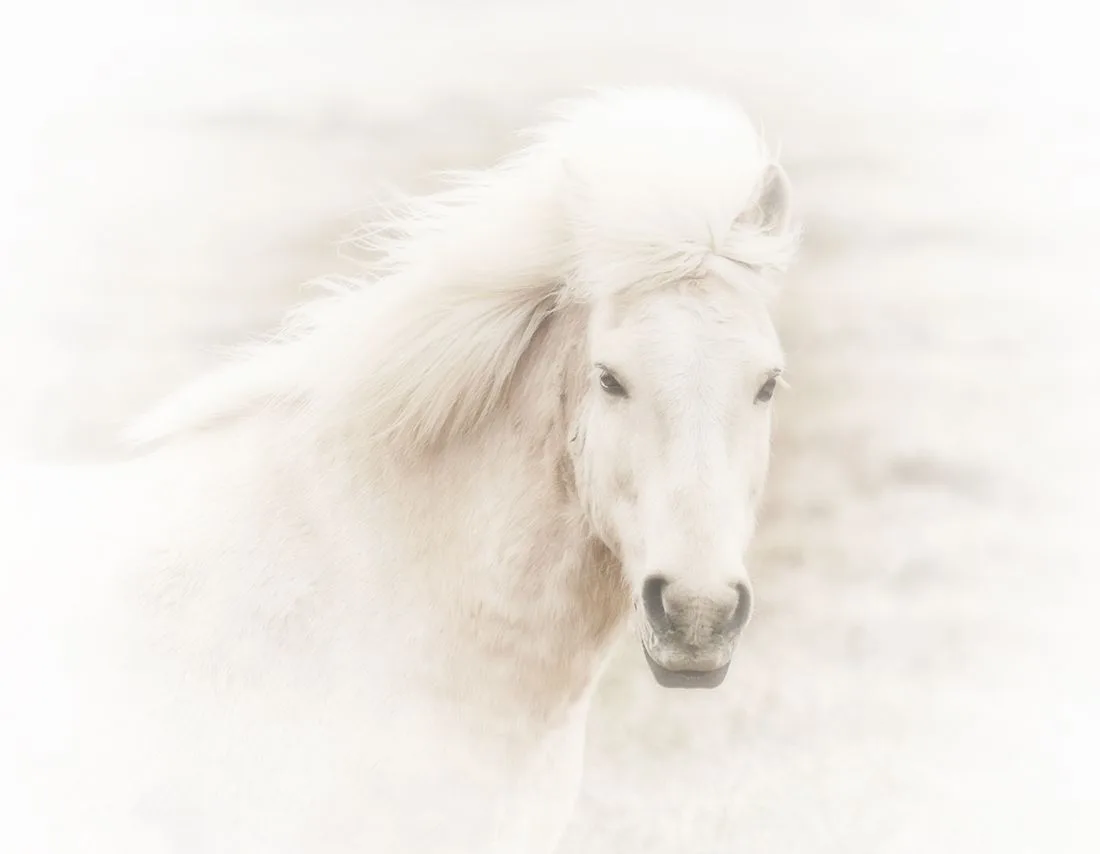 white horse by Karen Kirkpatrick
