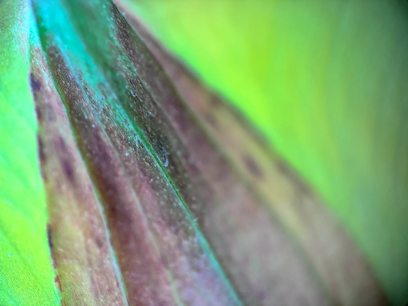 A macro photograph captures the intricate details of a plant's leaf, showcasing its vibrant green hues and textured surface.
