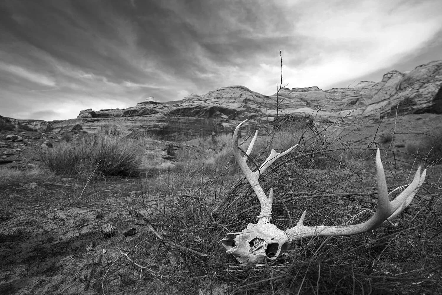 A black and white photograph captures a deer skull and antlers in a desert landscape under dramatic clouds.