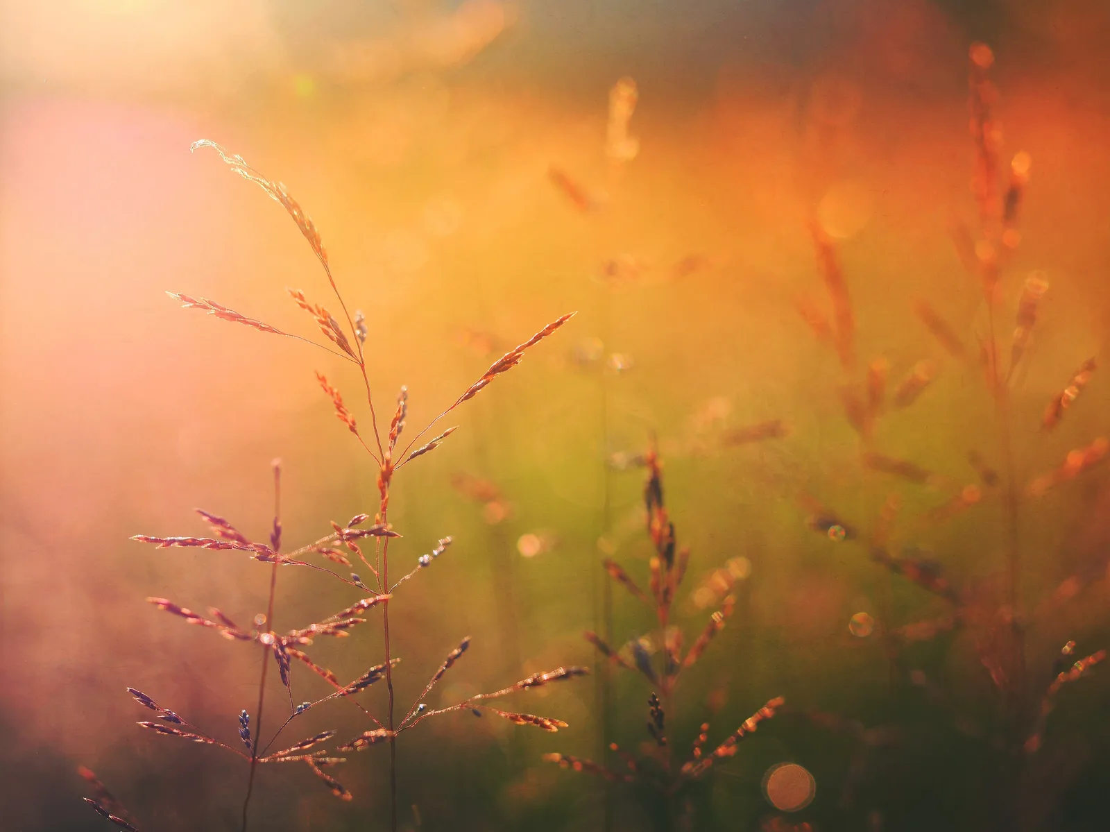 Sunrise on Nature by Leah Barber
