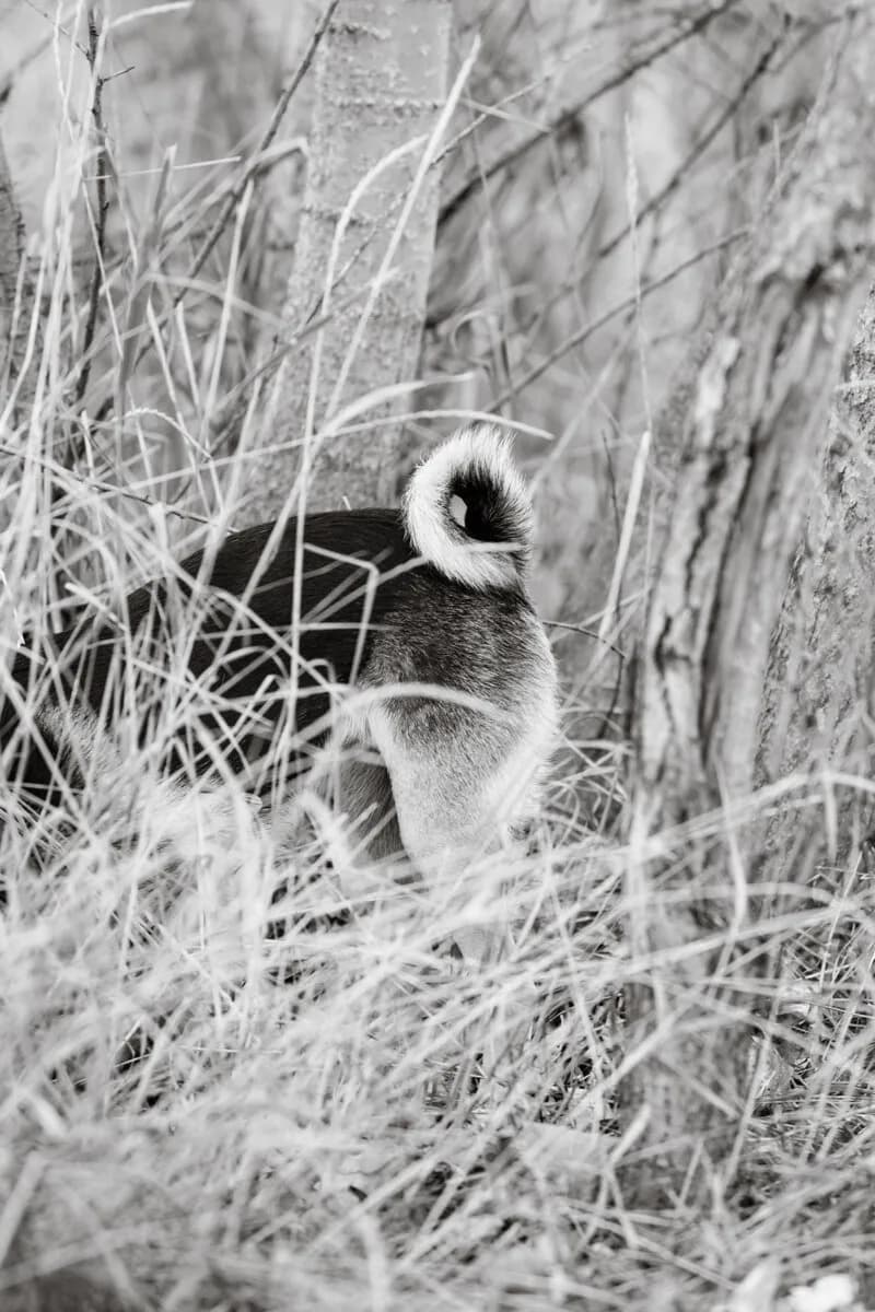 A black and white photograph captures the curled tail of a dog amidst tall grasses and trees.