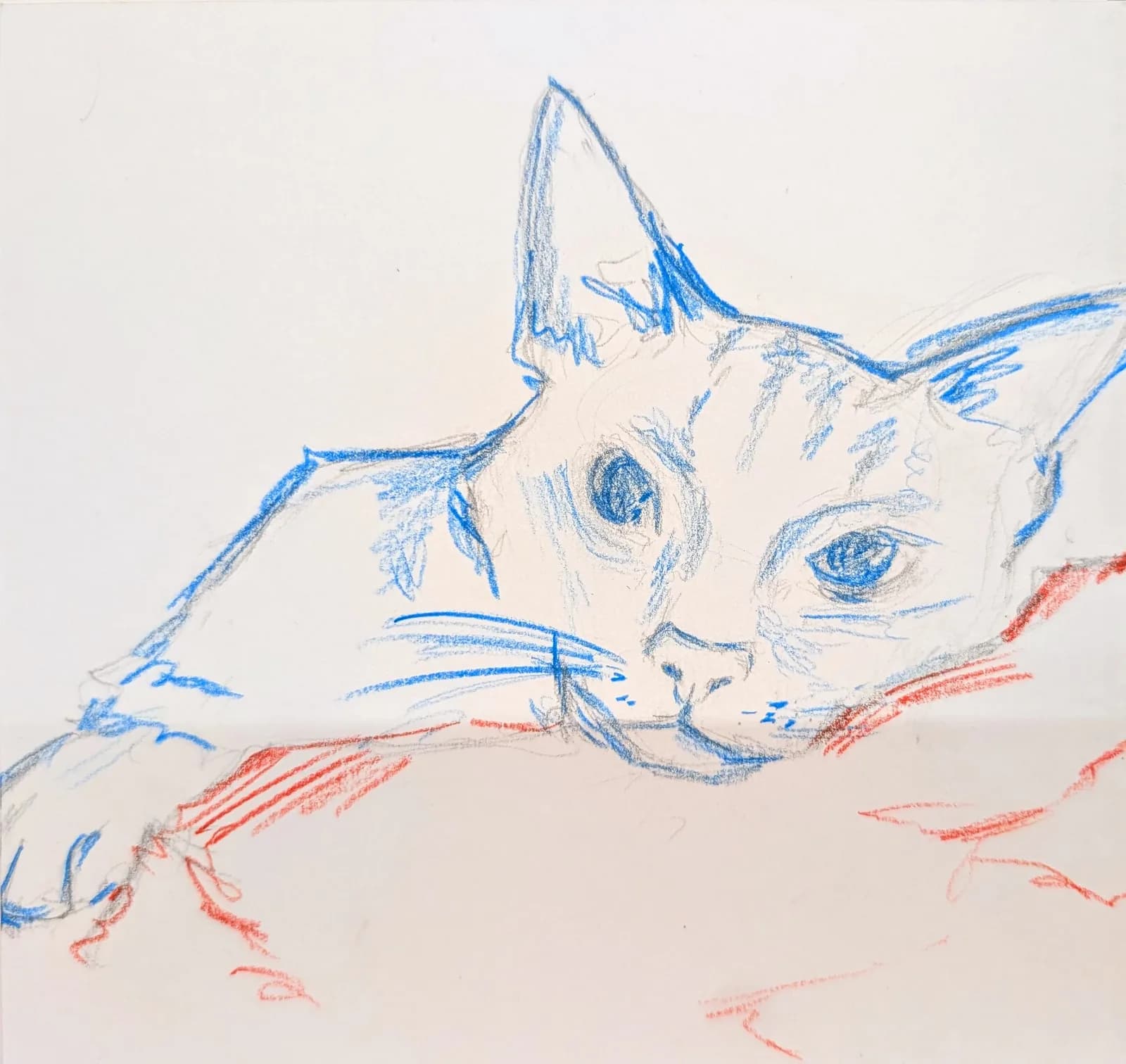A sketch of a cat in blue ink and red pastel on a white background.