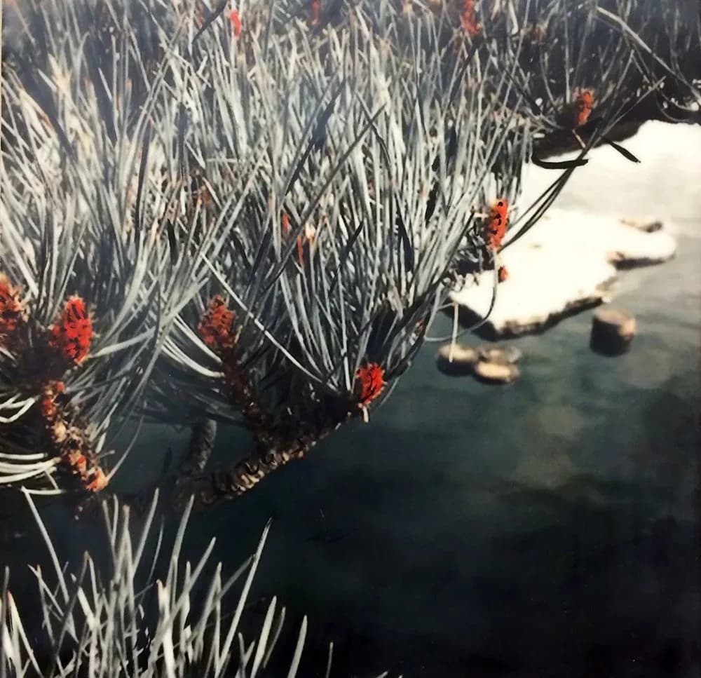 Untitled artwork by Monika Bunting