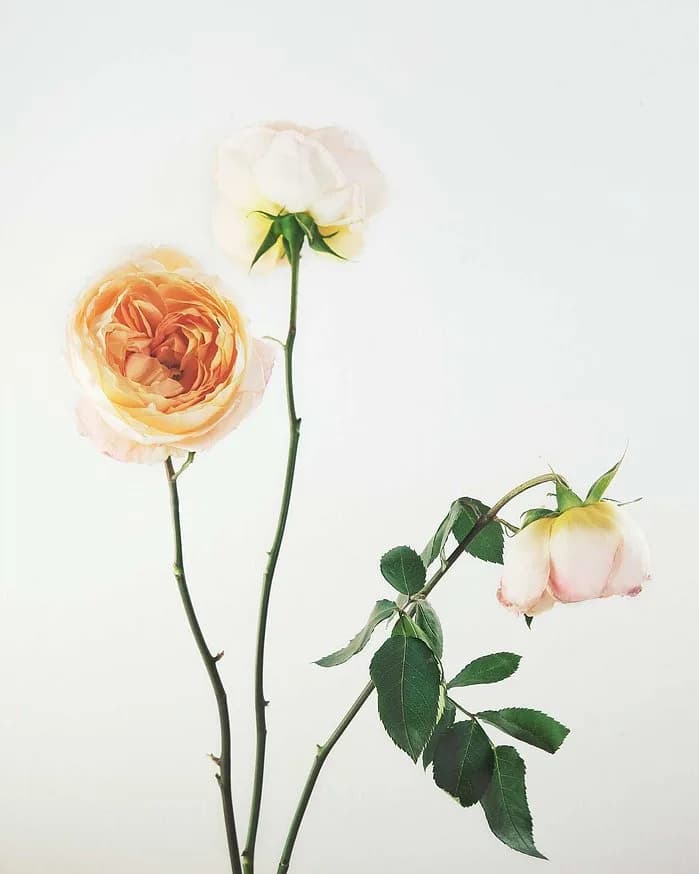 Untitled artwork by Natalie Pigliacampo