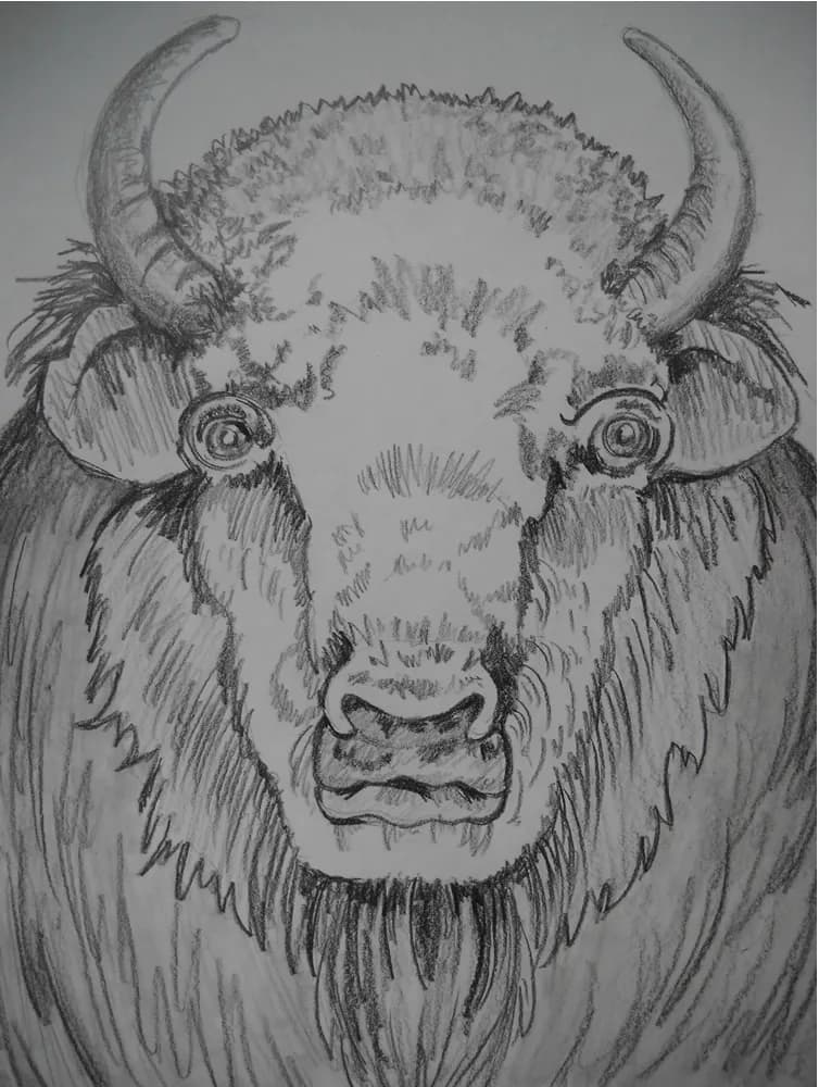A graphite drawing of a bison's head, rendered in shades of Gunsmoke and Dove Gray, captures its powerful presence.