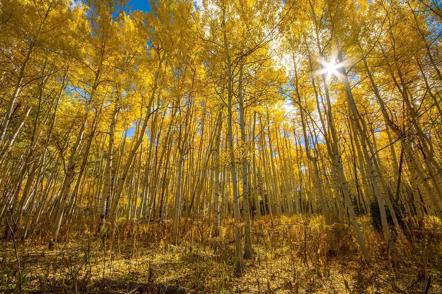 A sun-dappled forest of golden aspen trees in autumn, captured from a low angle.