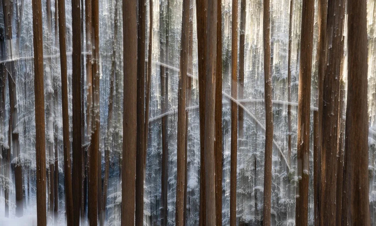 An abstract photographic landscape captures a winter forest with vertical tree trunks blurred by motion.