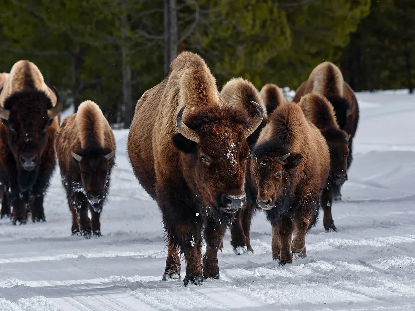 A herd of bison walks through a snowy landscape in this wildlife photograph.