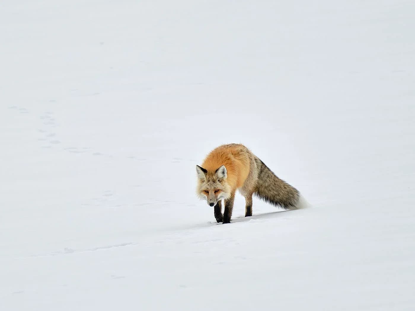 A red fox walks through a snowy landscape in this wildlife photograph.