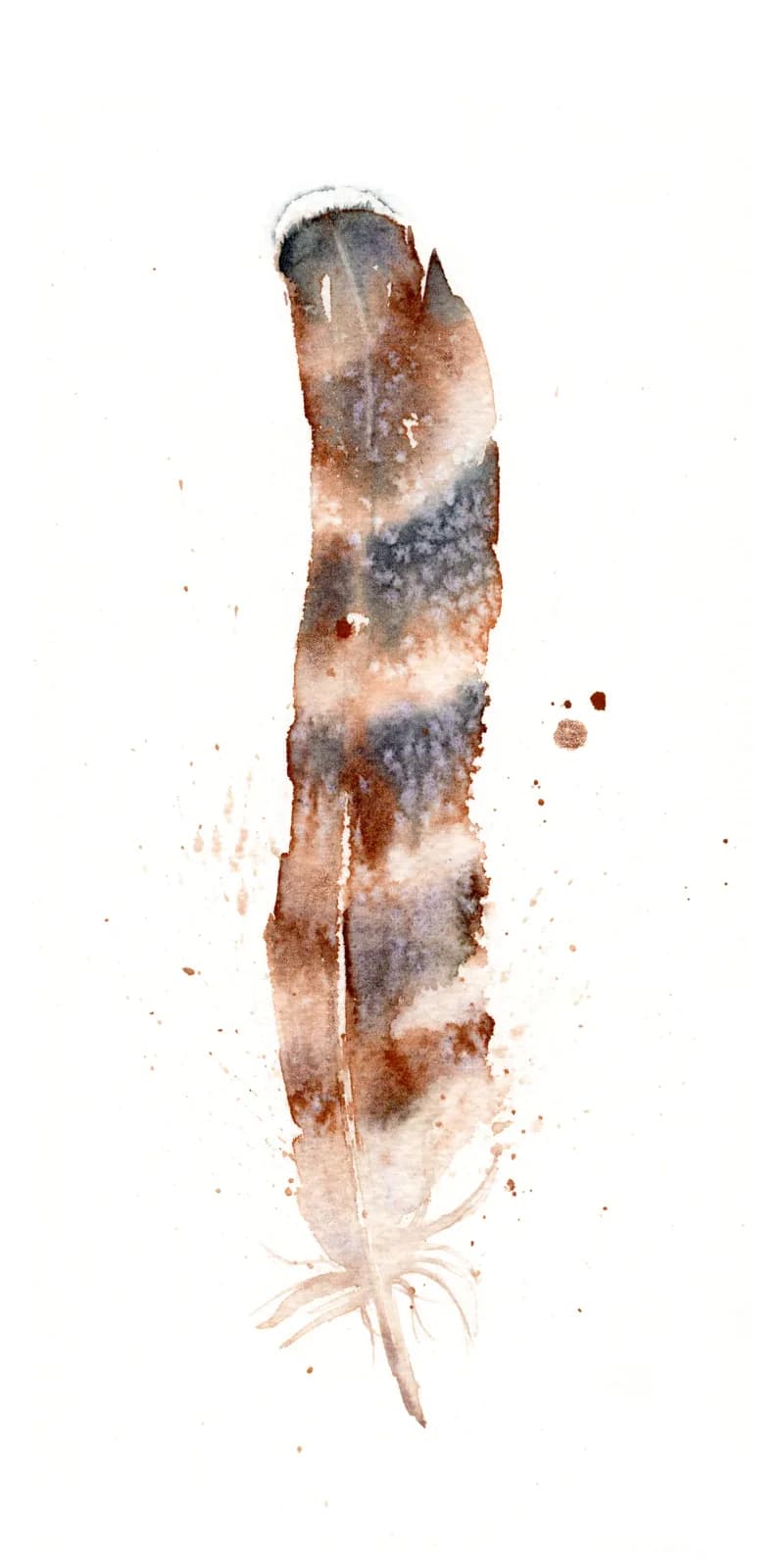 Hawk – watercolor feather painting by Shayna Larsen. by Shayna Larsen