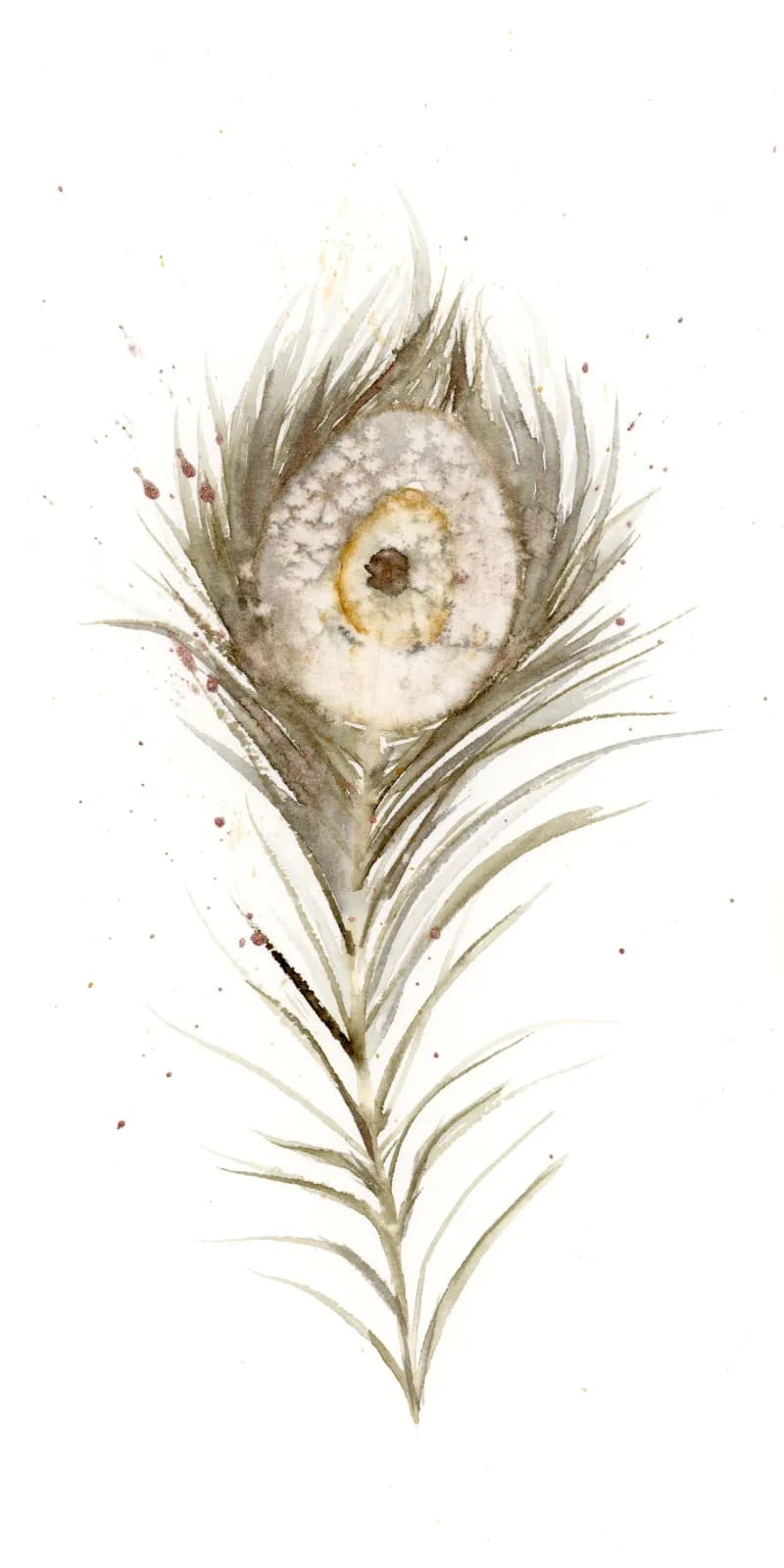 Peacock – watercolor feather painting by Shayna Larsen. by Shayna Larsen