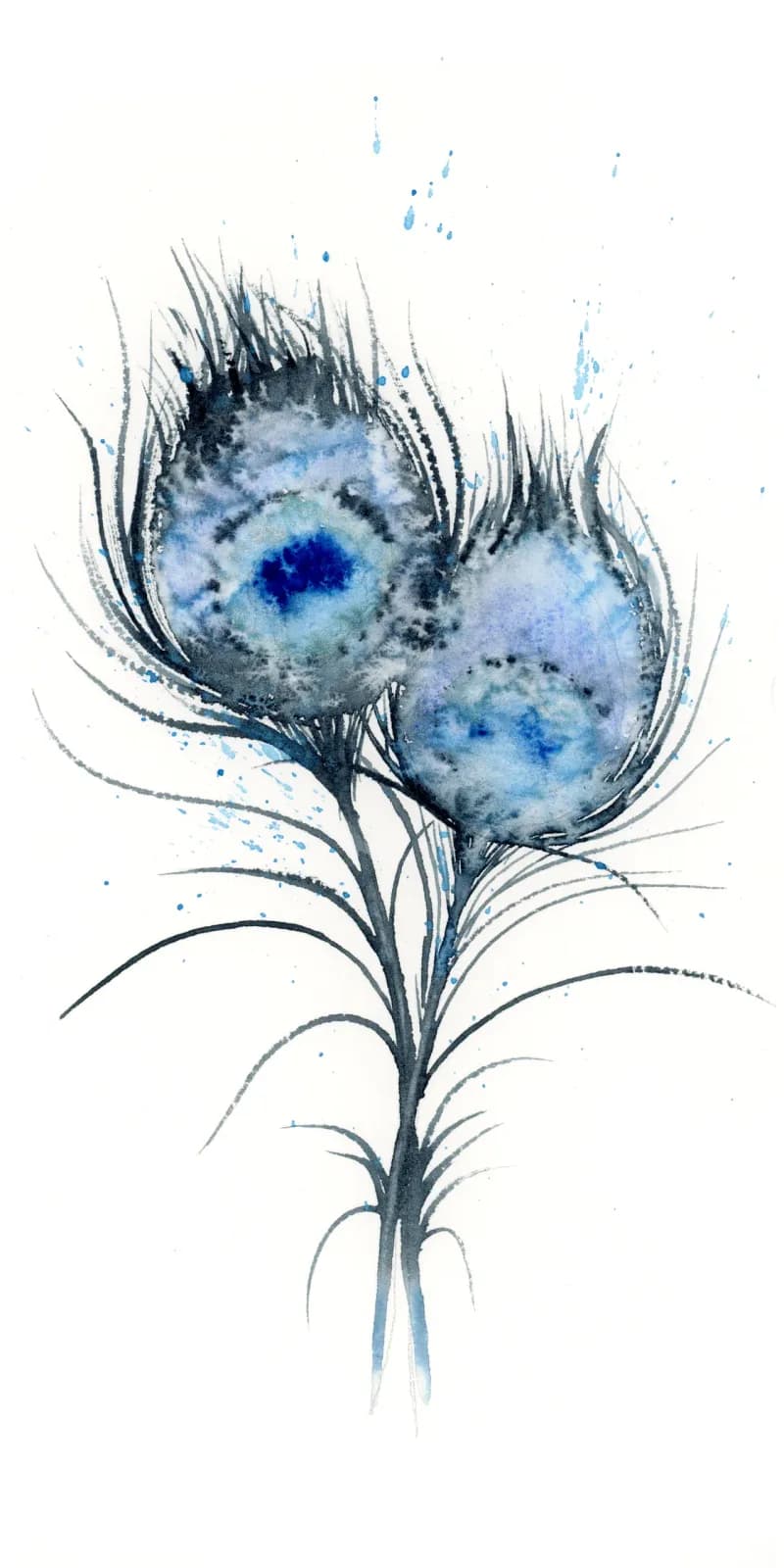 Peacock – watercolor feather painting by Shayna Larsen. by Shayna Larsen
