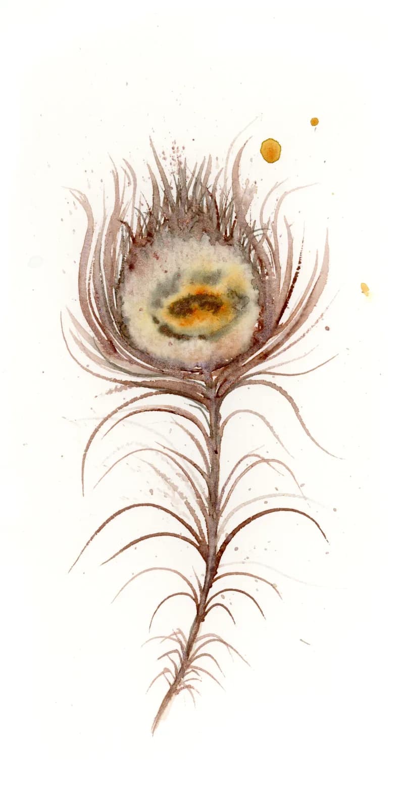 Peacock – watercolor feather painting by Shayna Larsen. by Shayna Larsen