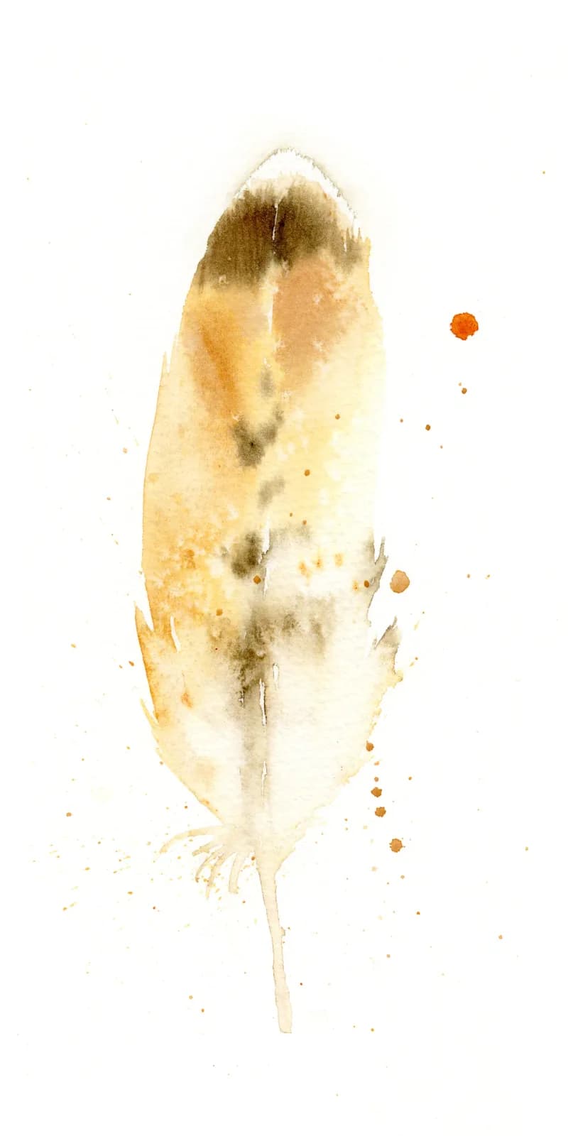 Hawk – watercolor feather painting by Shayna Larsen. by Shayna Larsen