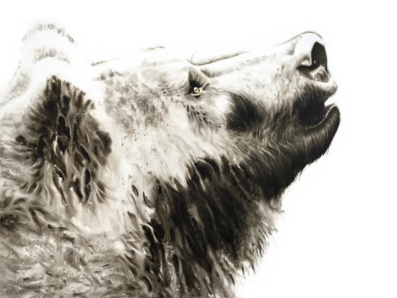 An ink drawing of a bear howling, rendered in shades of white, timberwolf, and ash.