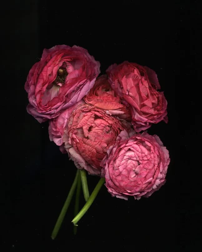 Untitled artwork by Stefka Trusz