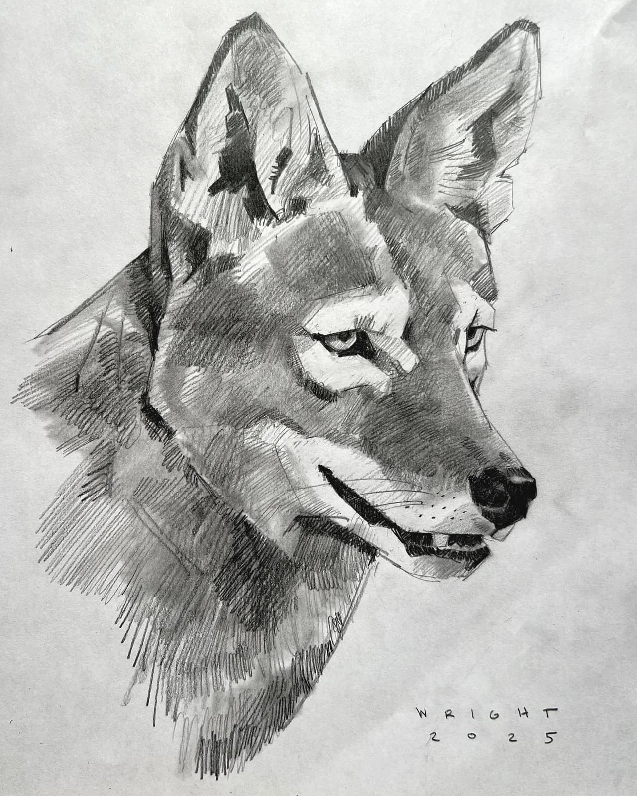 20251013_coyote by Stephen Wright