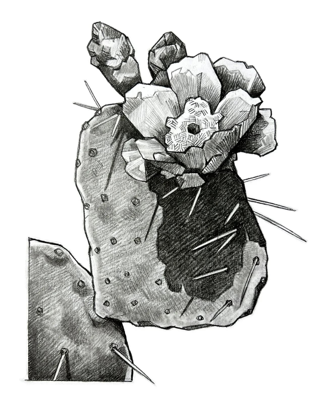 20250206_blossom_edit by Stephen Wright