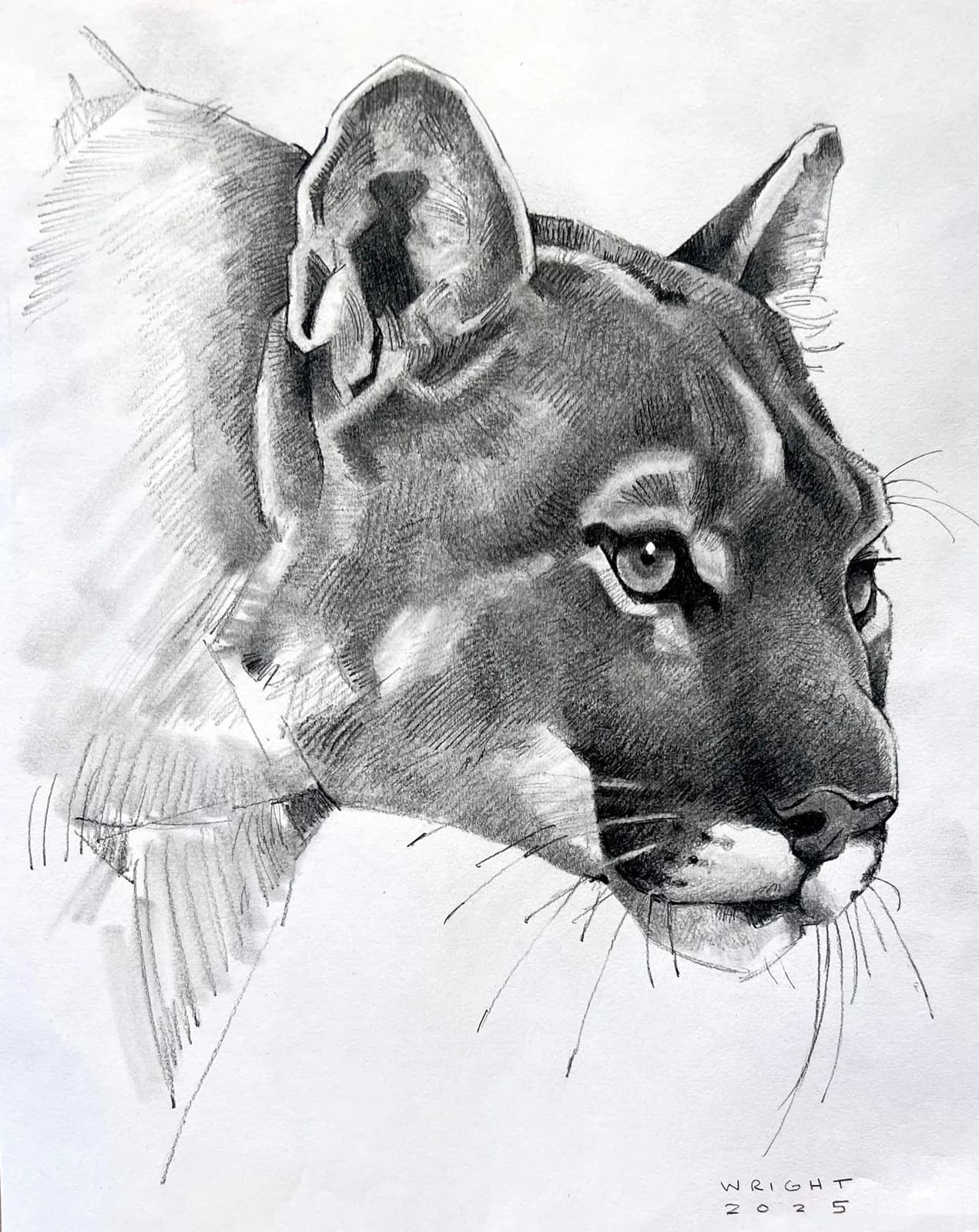 A graphite drawing of a cougar's head, rendered in shades of gray, with a detailed focus on its intense gaze.