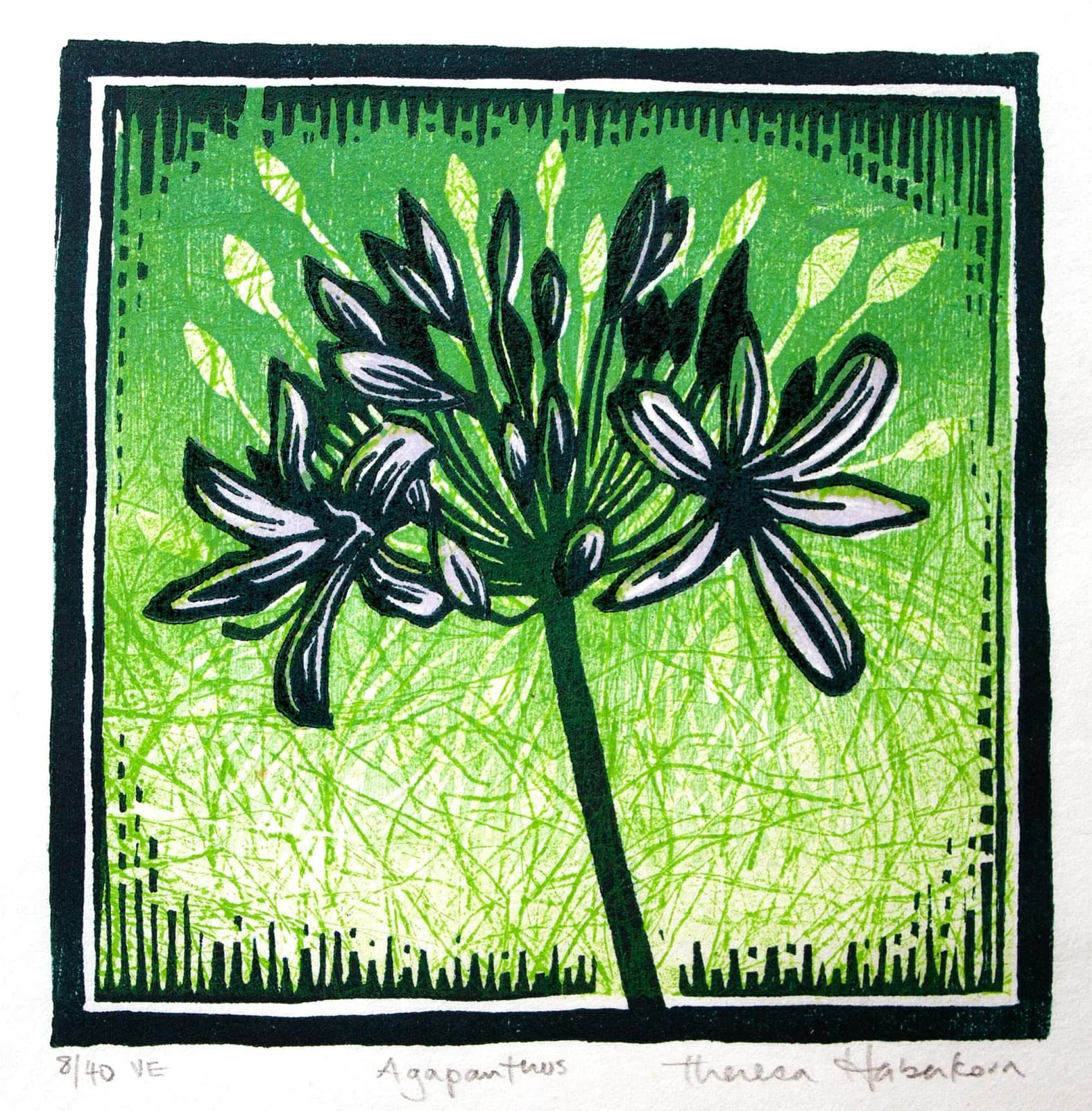 Agapanthus by Theresa Haberkorn