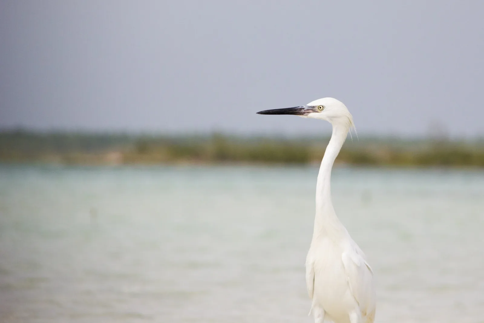 A white egret stands in shallow water against a muted sky, captured in a photograph.