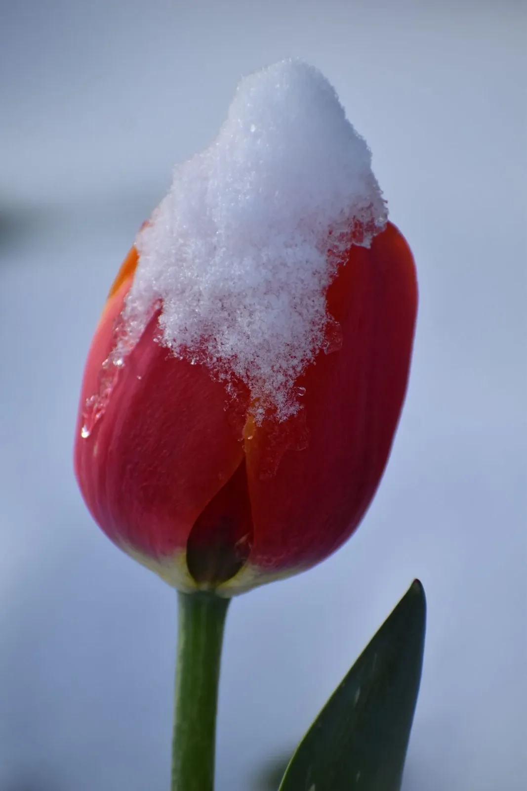 A red tulip with snow on its petals is photographed against a soft blue background.